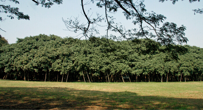 the-great-banyan-tree-of-india