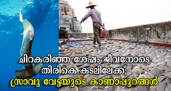 the-reality-of-shark-finning