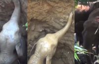 baby-elephant-rescued-from-well-in-kerala-mother-elephant-thanks-with-trunk