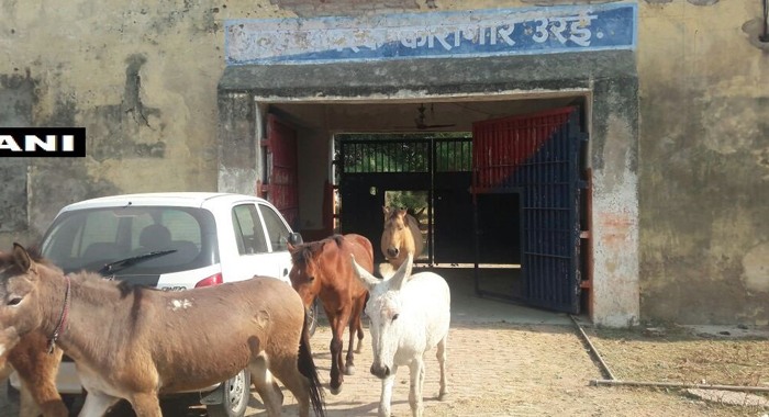 up-police-arrested-donkeys