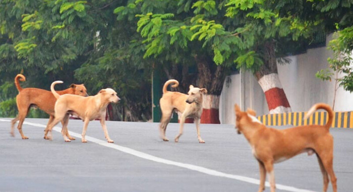 dog-catching-can-make-you-billionaire