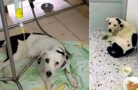 dog-dies-of-a-broken-heart-after-being-abandoned-by-owner