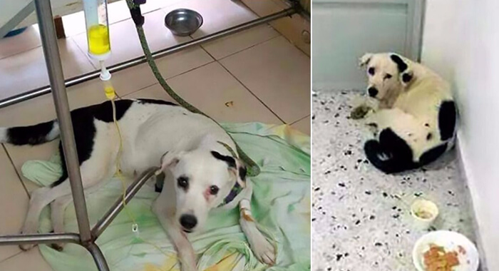 dog-dies-of-a-broken-heart-after-being-abandoned-by-owner