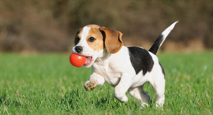 dogs-know-no-colours