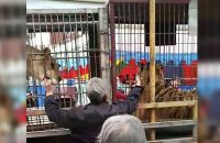 elderly-chinese-man-tries-to-feed-tiger-with-hands-loses-his-fingers
