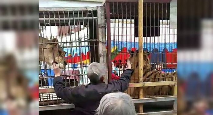 elderly-chinese-man-tries-to-feed-tiger-with-hands-loses-his-fingers