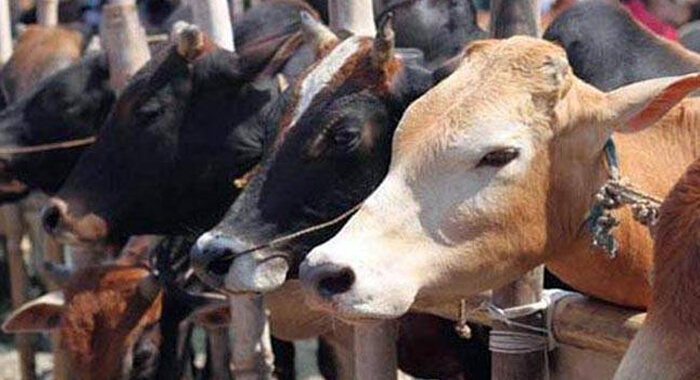 govt-withdraw-cattle-slaughter-ban