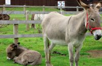 two-donkeys-prices-decreased-by-due-to-their-names