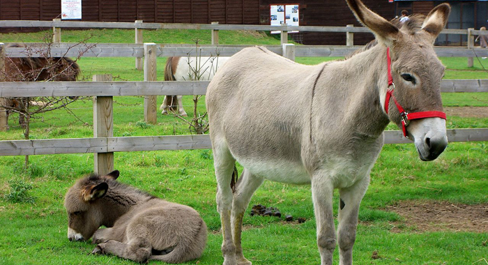 two-donkeys-prices-decreased-by-due-to-their-names