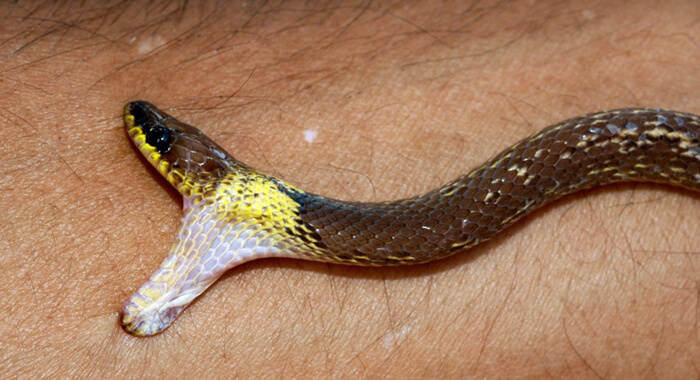 snake-bite-first-aid