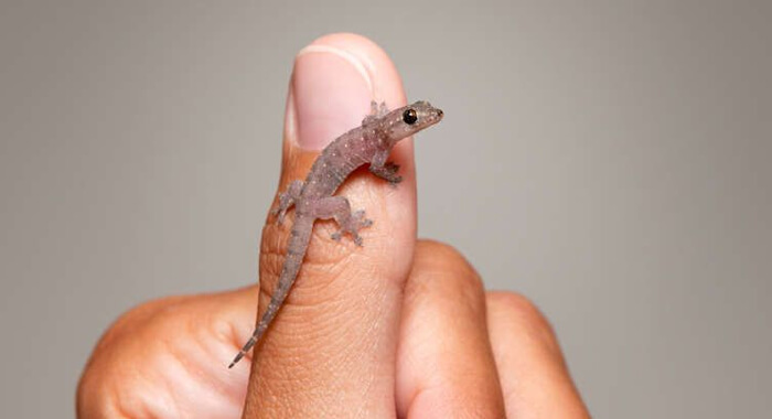 tv-down-because-of-lizard-lg-compensation