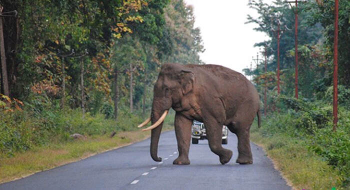 wild-elephant-kills-man-in-west-bengal