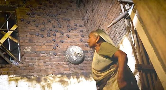 bat-lady-of-india-rajpura-gujarat