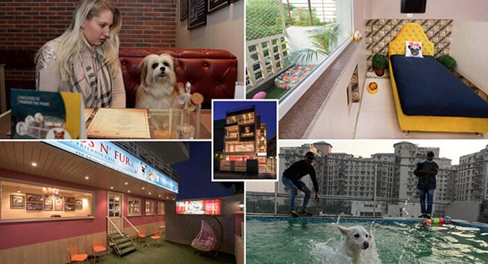 first-exclusive-dog-hotel-opened-in-gurugram