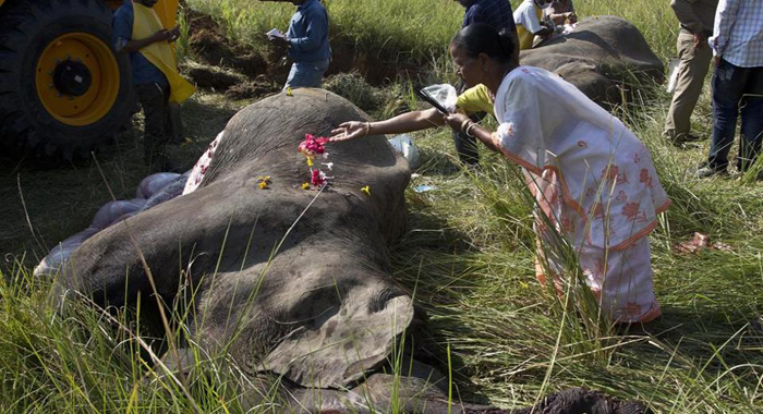 elephants-killed-train-accident-including-pregnant