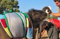 myanmar-elephants-keep-warm-with-giant-blankets