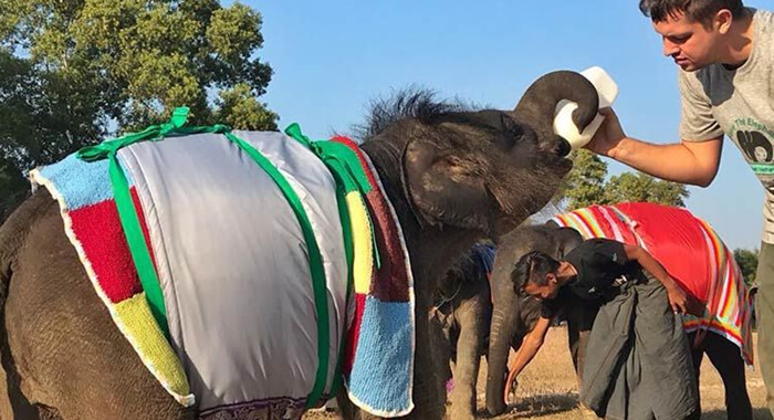 myanmar-elephants-keep-warm-with-giant-blankets