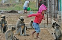 village-boy-forges-bond-with-gang-of-monkeys