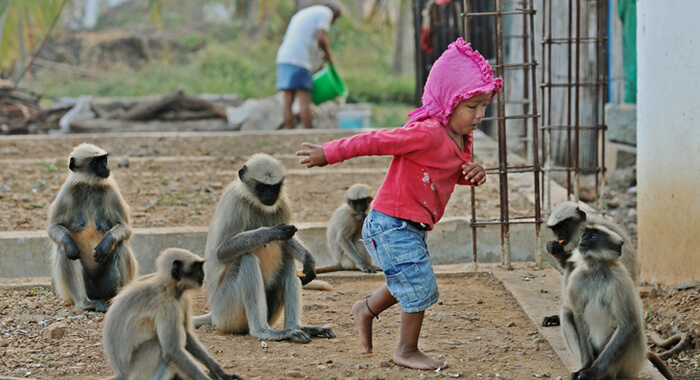 village-boy-forges-bond-with-gang-of-monkeys