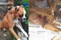 family-mourns-the-death-of-their-dog-killed-by-their-neighbor