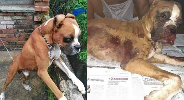 family-mourns-the-death-of-their-dog-killed-by-their-neighbor
