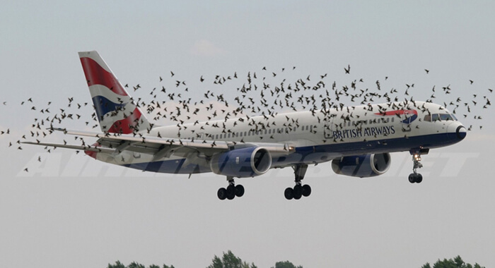what-happens-when-a-bird-strikes-a-plane