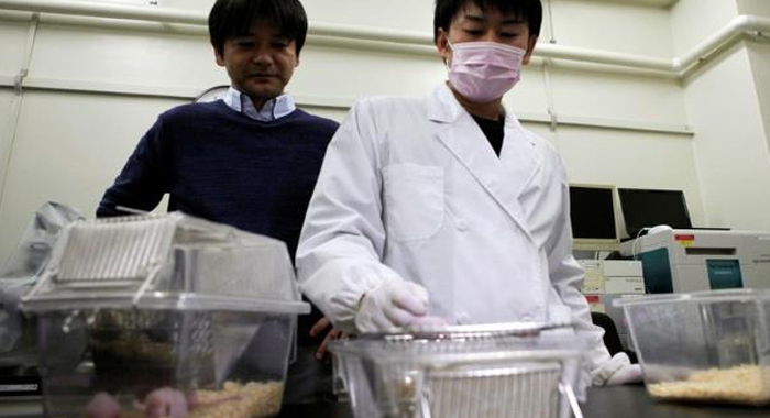 easy-on-the-fries-japan-scientists-tell-hopeful-bald-people