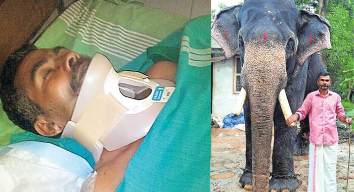 elephant-bites-off-mahouts-hand-while-feeding