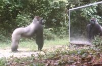 funny-video-animals-reacting-to-mirror