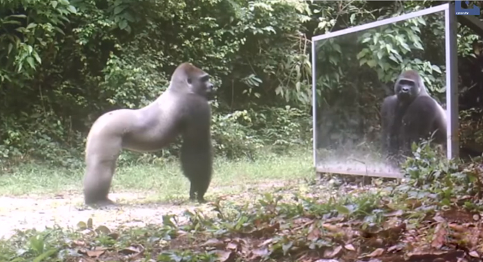 funny-video-animals-reacting-to-mirror