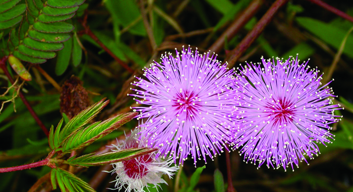 touch-me-not-plant-health-benefits