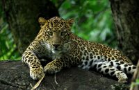 leopard-attack-in-valparai