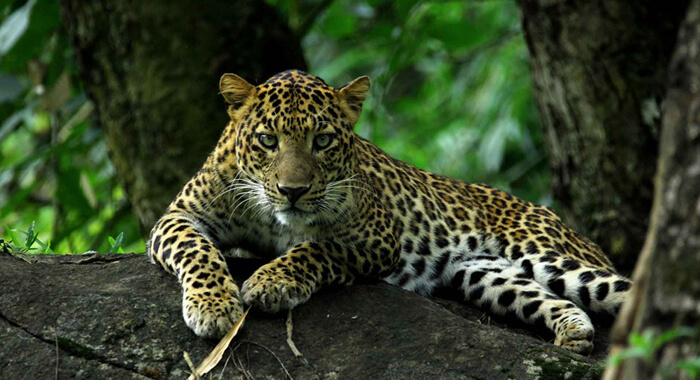 leopard-attack-in-valparai