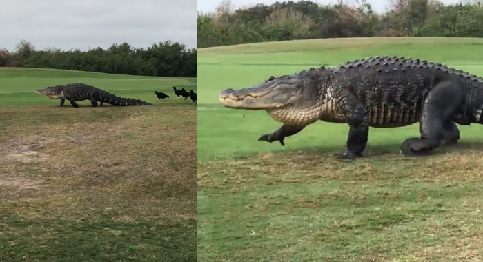 viral-video-godzilla