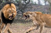 poacher-eaten-lions-hunting-identified