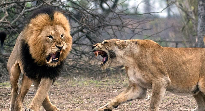 poacher-eaten-lions-hunting-identified
