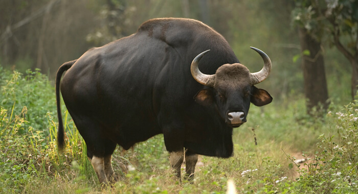 wild-buffalo-brake-roof-and-enter-in-house