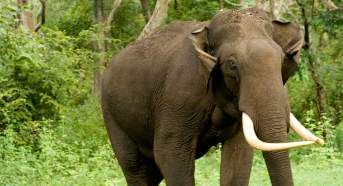 elaphant-attacked-man-at-alappuzha