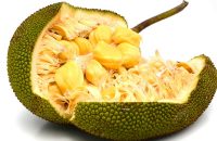 jackfruit-declared-as-keralas-official-fruit