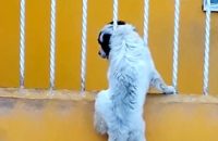dog-gets-its-head-stuck-in-railings-in-mexico-until-its-canine-pal-comes
