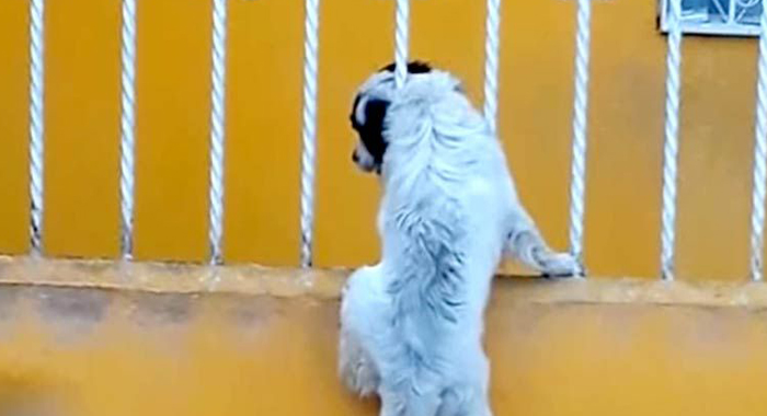dog-gets-its-head-stuck-in-railings-in-mexico-until-its-canine-pal-comes