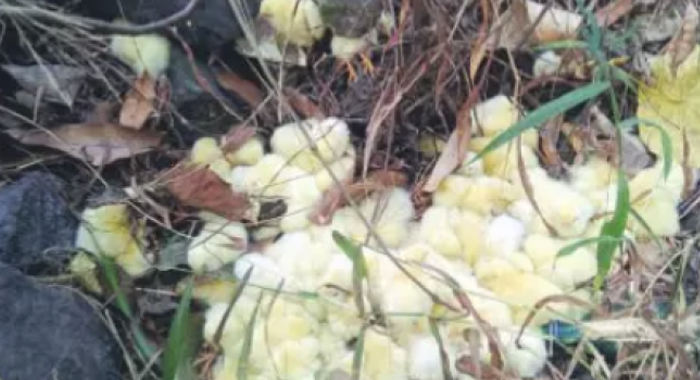 found-300-chicks-thamarasherry-ghat