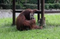 orangutan-caught-smoking-cigarette-on-camera