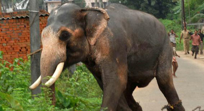 elephant-run-amok-in-kerala