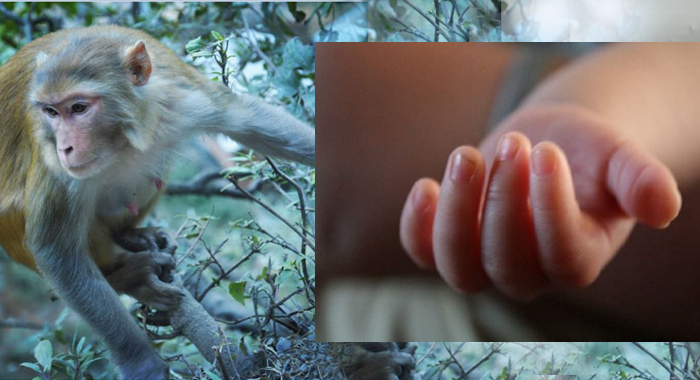 17-day-old-infant-stolen-by-monkey-found-dead-in-well