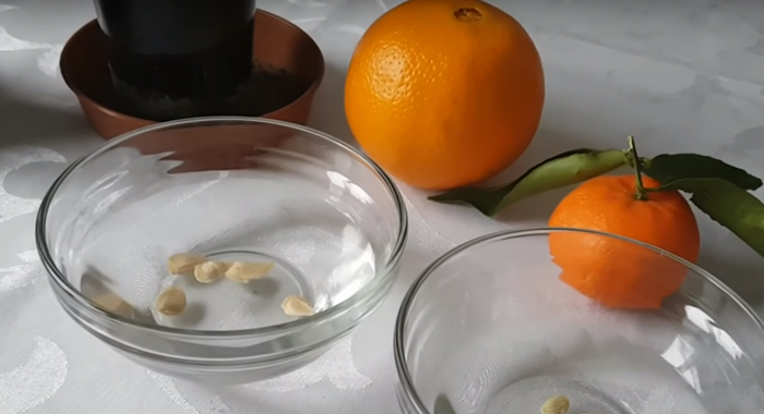 benefits-of-orange-seeds