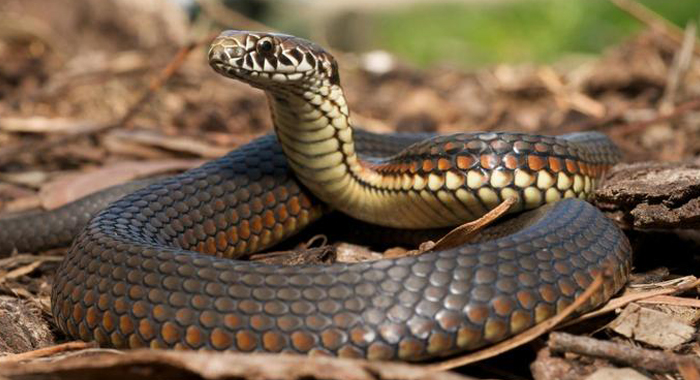 what-does-it-mean-when-you-dream-about-snakes