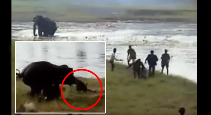 wild-elephant-tramples-man-to-death