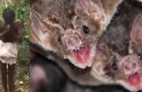 bats-getting-attacked-on-nipah-virus