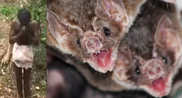 bats-getting-attacked-on-nipah-virus